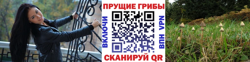 даркнет сайт МЕГА Галлюциногенные грибы мухоморы Курильск